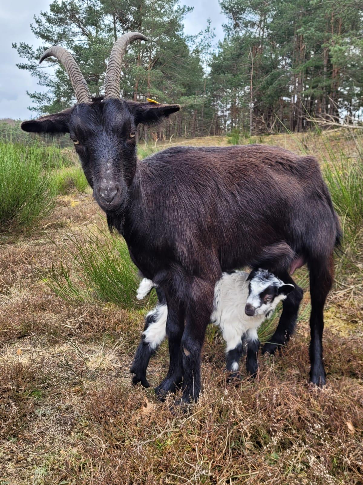 Besuch bei den Ziegen im Tennenloher Forst