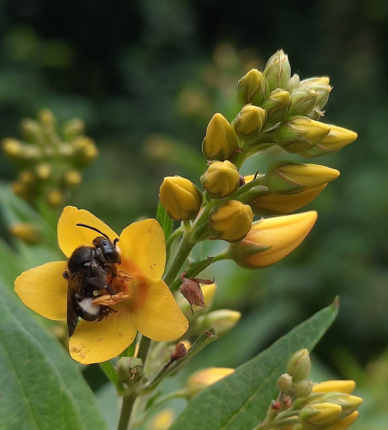 Wildbienen in den Garten locken