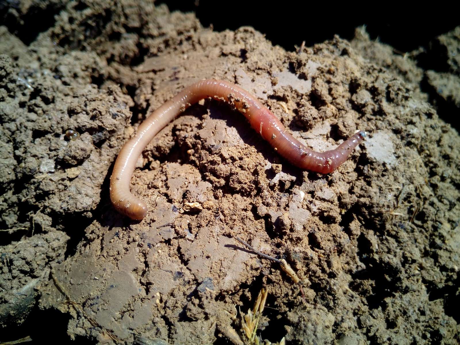 Bau dir einen Regenwurmschaukasten