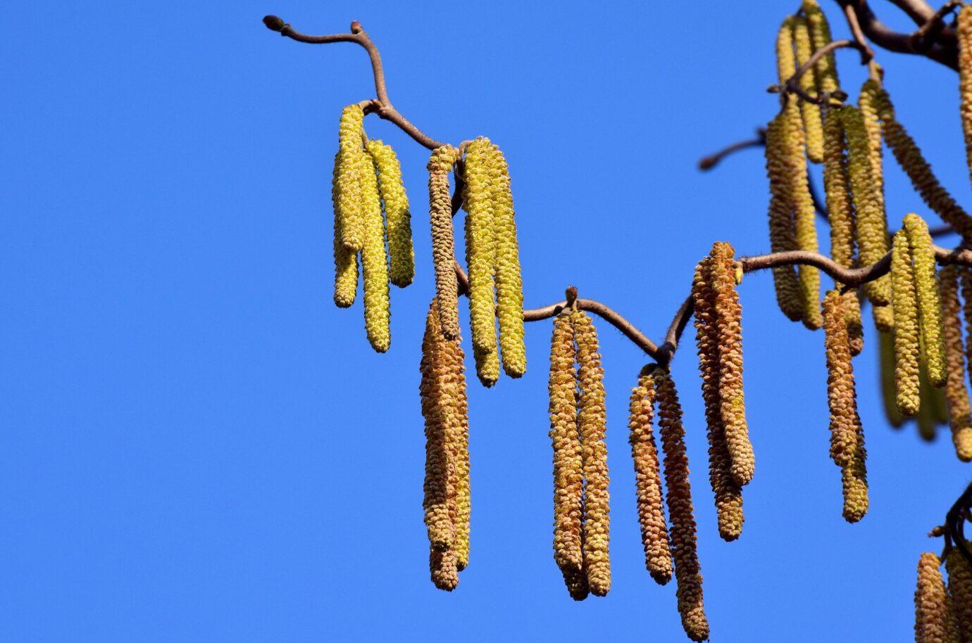 Allergische Erkrankungen im Kindesalter